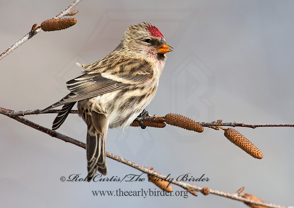 Acanthis flammea  COMMON REDPOLL 6035957