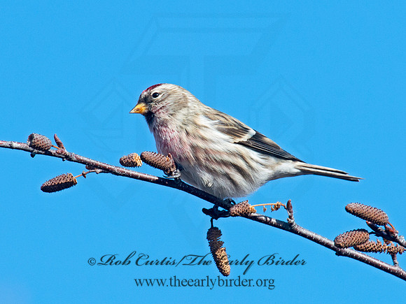 Acanthis flammea  COMMON REDPOLL 6036015