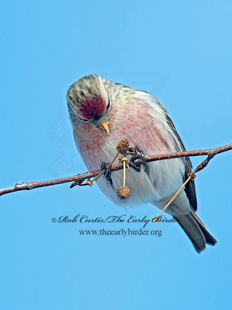 Acanthis flammea  COMMON REDPOLL 6036025