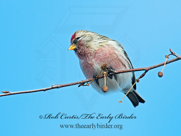Acanthis flammea  COMMON REDPOLL 6036026