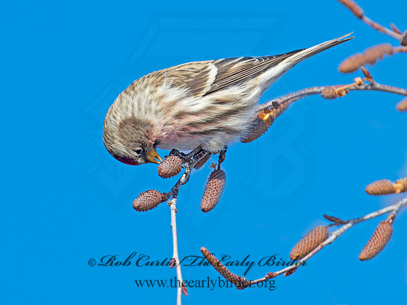 Acanthis flammea  COMMON REDPOLL 6036050
