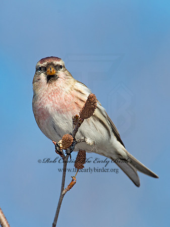 Acanthis flammea  COMMON REDPOLL 6036053