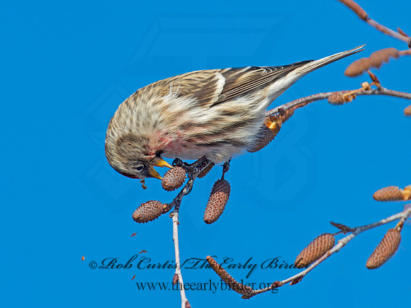 Acanthis flammea  COMMON REDPOLL 6036051