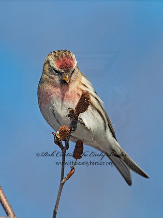 Acanthis flammea  COMMON REDPOLL 6036054