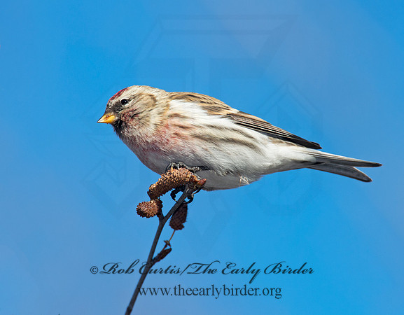 Acanthis flammea  COMMON REDPOLL 6036056