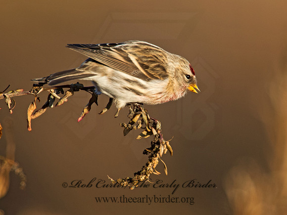 Acanthis flammea  COMMON REDPOLL 6036446