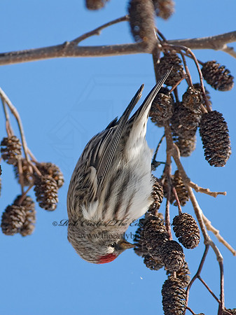 Acanthis flammea  COMMON REDPOLL 7013829