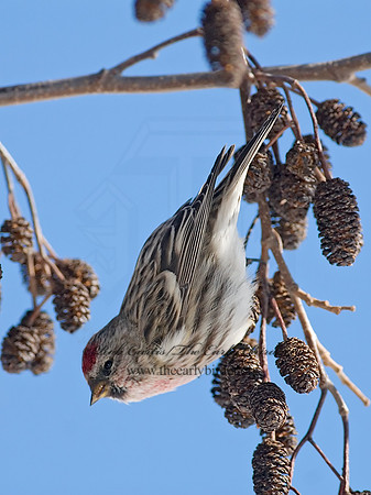 Acanthis flammea  COMMON REDPOLL 7013830