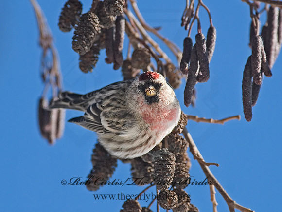 Acanthis flammea  COMMON REDPOLL 7013837