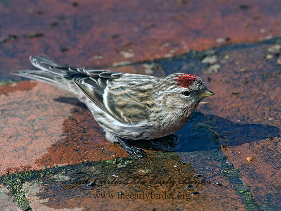 Acanthis flammea  COMMON REDPOLL 7014161