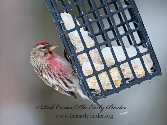 Acanthis flammea  COMMON REDPOLL 8030726