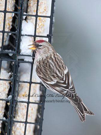 Acanthis flammea  COMMON REDPOLL 8030732