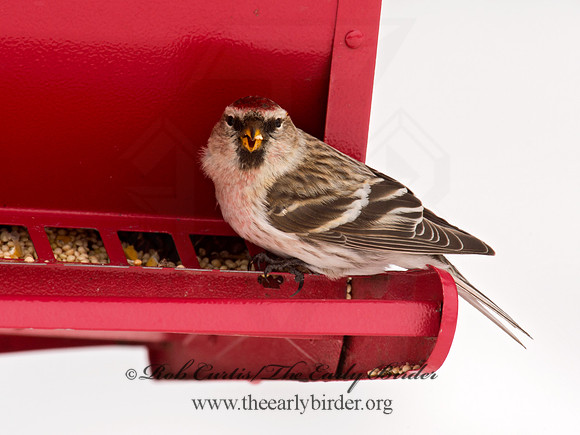 Acanthis flammea  COMMON REDPOLL 9008877