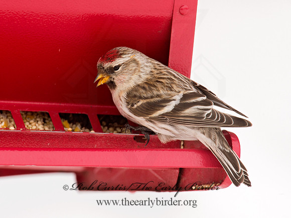 Acanthis flammea  COMMON REDPOLL 9008880