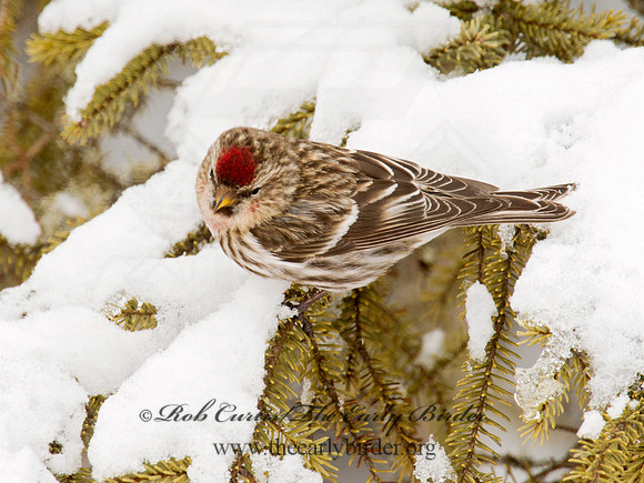Acanthis flammea  COMMON REDPOLL 9008883