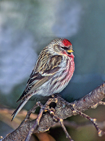 Acanthis flammea  COMMON REDPOLL 140413-