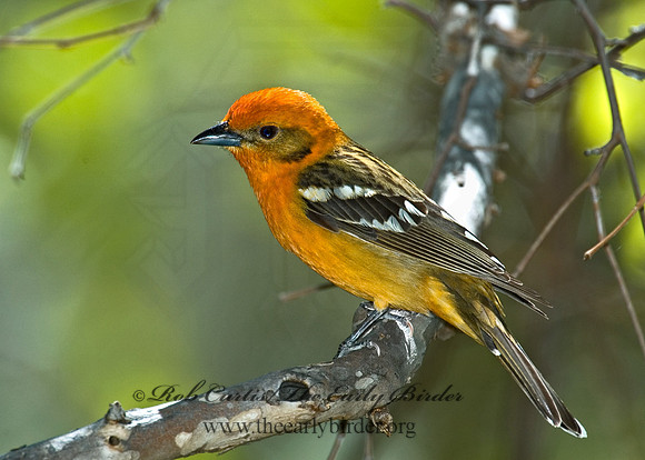 Piranga bidentata  FLAME-COLORED TANAGER 5005865