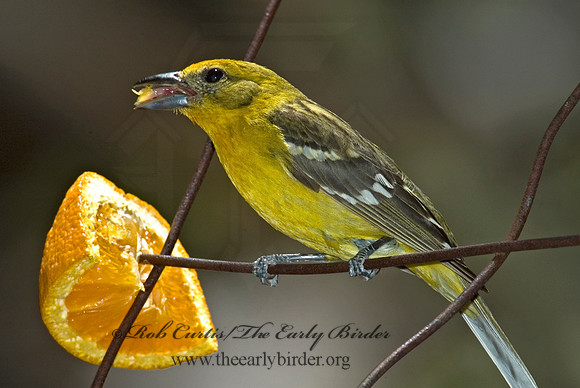 Piranga bidentata  FLAME-COLORED TANAGER 5005867