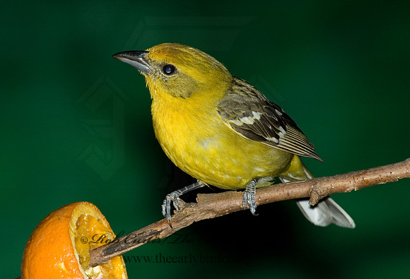 Piranga bidentata  FLAME-COLORED TANAGER 5005888