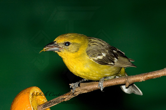 Piranga bidentata  FLAME-COLORED TANAGER 5005890