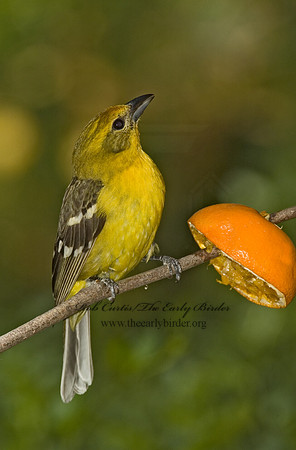 Piranga bidentata  FLAME-COLORED TANAGER 5005960