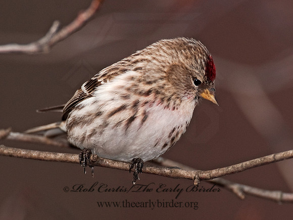 Acanthis flammea  COMMON REDPOLL 3012437