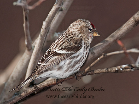 Acanthis flammea  COMMON REDPOLL 3012443