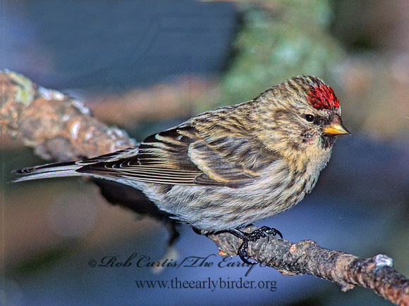 Acanthis flammea  COMMON REDPOLL 141414