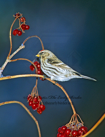Acanthis flammea  COMMON REDPOLL 141522
