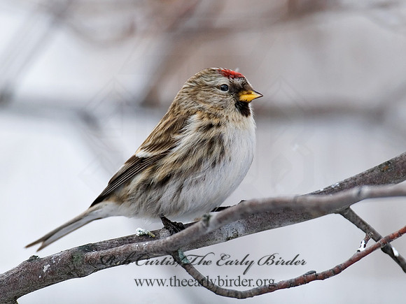 Acanthis flammea  COMMON REDPOLL 6029839