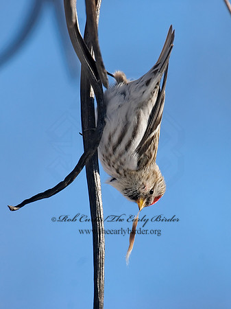Acanthis flammea  COMMON REDPOLL 6029950