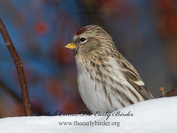 Acanthis flammea  COMMON REDPOLL 6030010