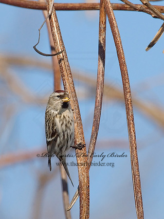 Acanthis flammea  COMMON REDPOLL 6030066