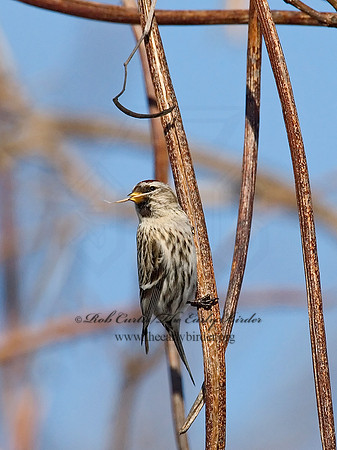 Acanthis flammea  COMMON REDPOLL 6030067