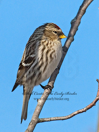 Acanthis flammea  COMMON REDPOLL 6030074