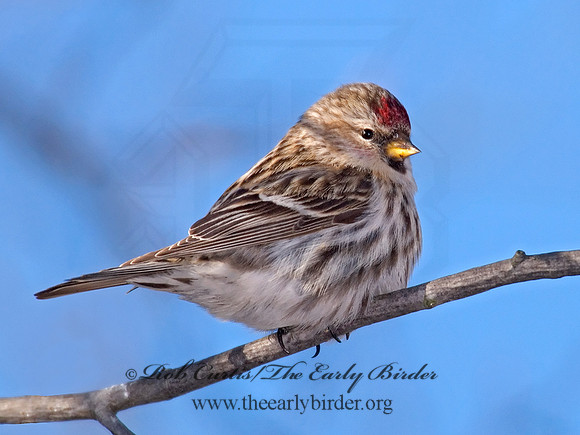 Acanthis flammea  COMMON REDPOLL 6030094