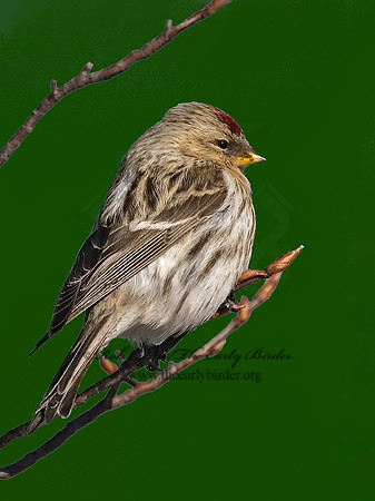 Acanthis flammea  COMMON REDPOLL 6030124-2