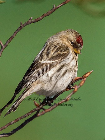 Acanthis flammea  COMMON REDPOLL 6030126-2