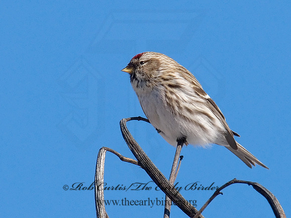 Acanthis flammea  COMMON REDPOLL 6030130