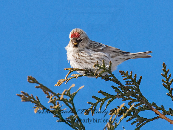 Acanthis flammea  COMMON REDPOLL 6030139