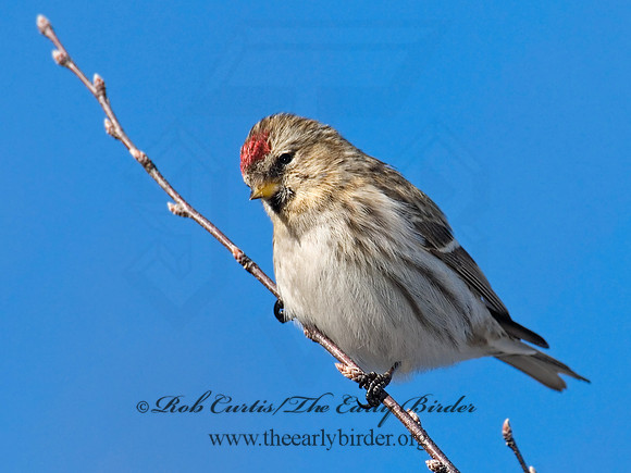 Acanthis flammea  COMMON REDPOLL 6030150