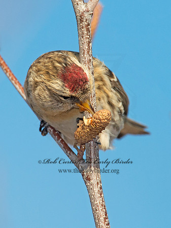 Acanthis flammea  COMMON REDPOLL 6035883