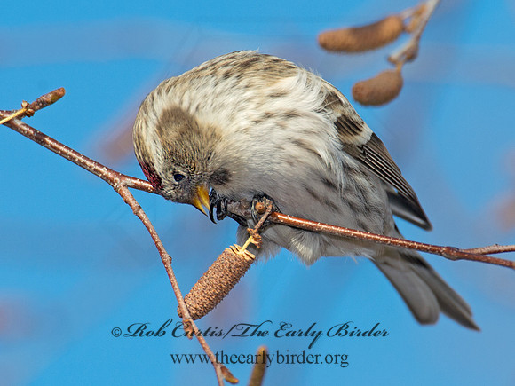 Acanthis flammea  COMMON REDPOLL 6035896