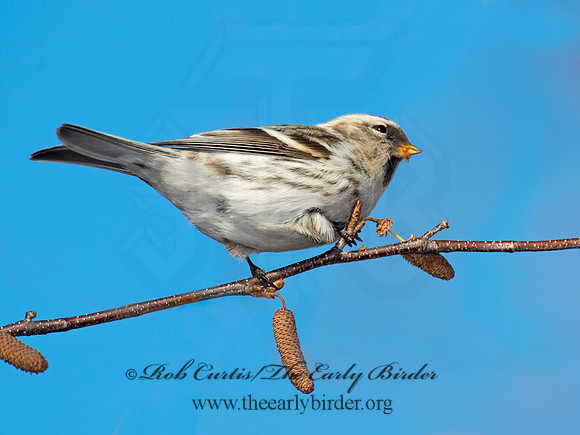 Acanthis flammea  COMMON REDPOLL 6035886