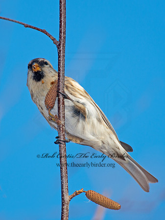 Acanthis flammea  COMMON REDPOLL 6035899