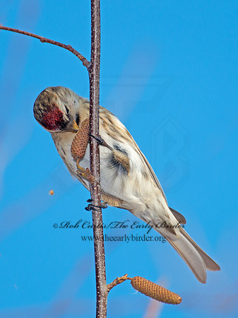 Acanthis flammea  COMMON REDPOLL 6035900