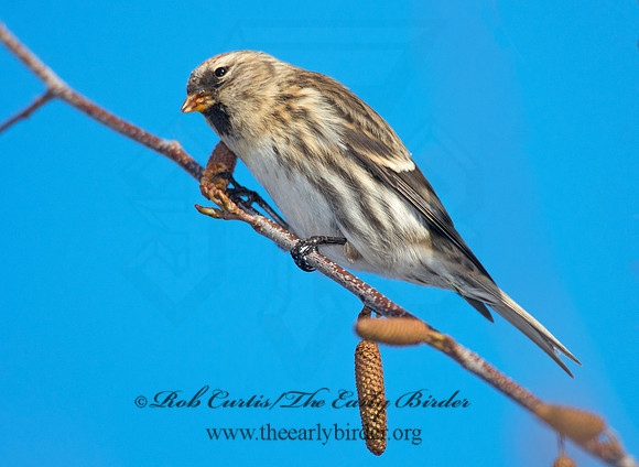 Acanthis flammea  COMMON REDPOLL 6035902