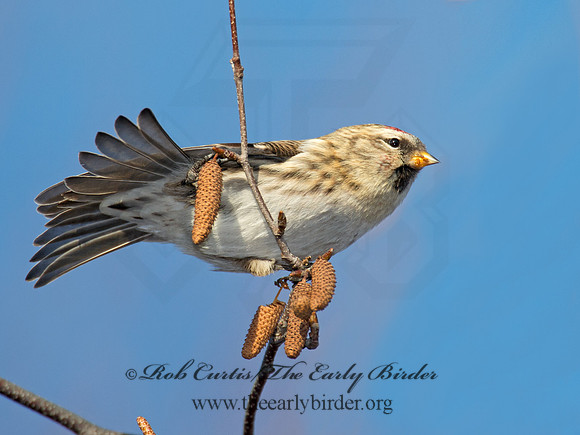 Acanthis flammea  COMMON REDPOLL 6035910