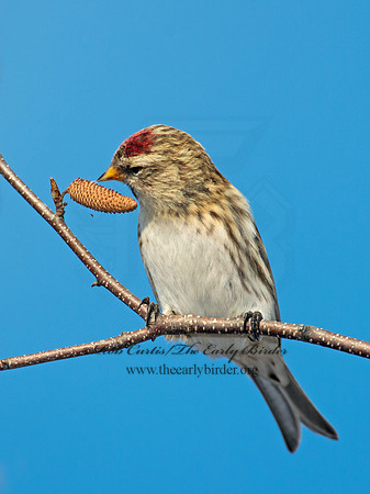 Acanthis flammea  COMMON REDPOLL 6035914