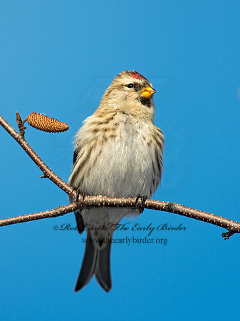 Acanthis flammea  COMMON REDPOLL 6035915